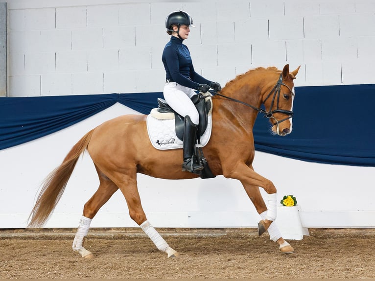 German Riding Pony Mare 5 years 14,1 hh Chestnut-Red in Marsberg