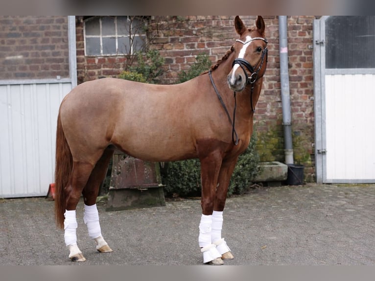 German Riding Pony Mare 5 years 14.1 hh Chestnut-Red in Neuss