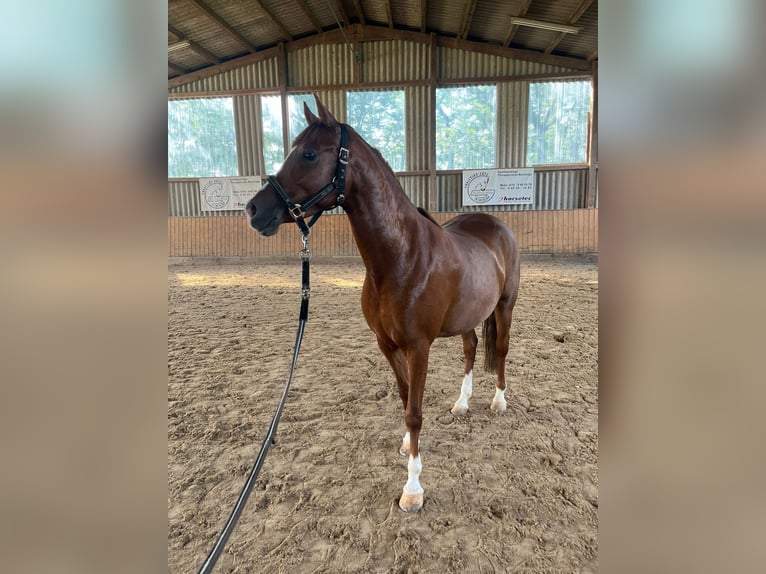 German Riding Pony Mare 5 years 14,1 hh Chestnut-Red in Friedberg