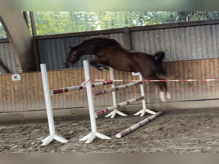 German Riding Pony Mare 5 years 14,1 hh Chestnut-Red in Friedberg