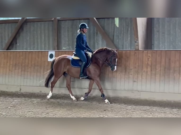 German Riding Pony Mare 5 years 14,1 hh Chestnut-Red in Friedberg