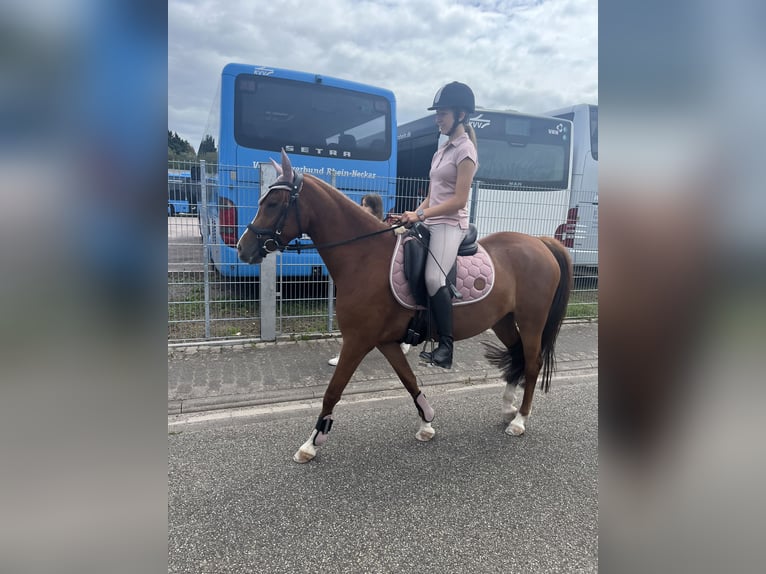 German Riding Pony Mare 5 years 14,1 hh Chestnut-Red in Friedberg