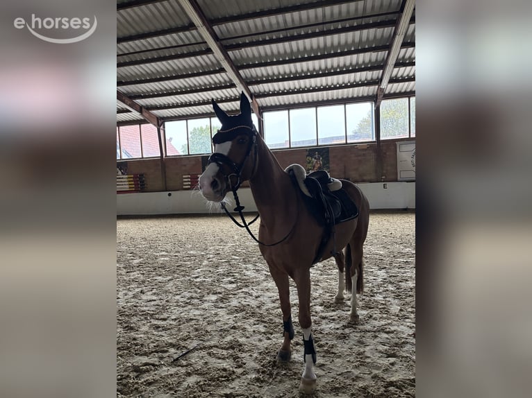 German Riding Pony Mare 5 years 14.1 hh Chestnut-Red in Petershagen