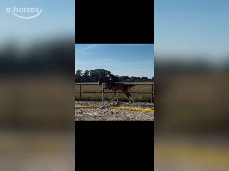 German Riding Pony Mare 5 years 14.1 hh Chestnut-Red in Petershagen