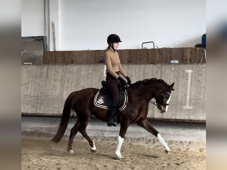 German Riding Pony Mare 5 years 14,1 hh Chestnut-Red in Wiesloch