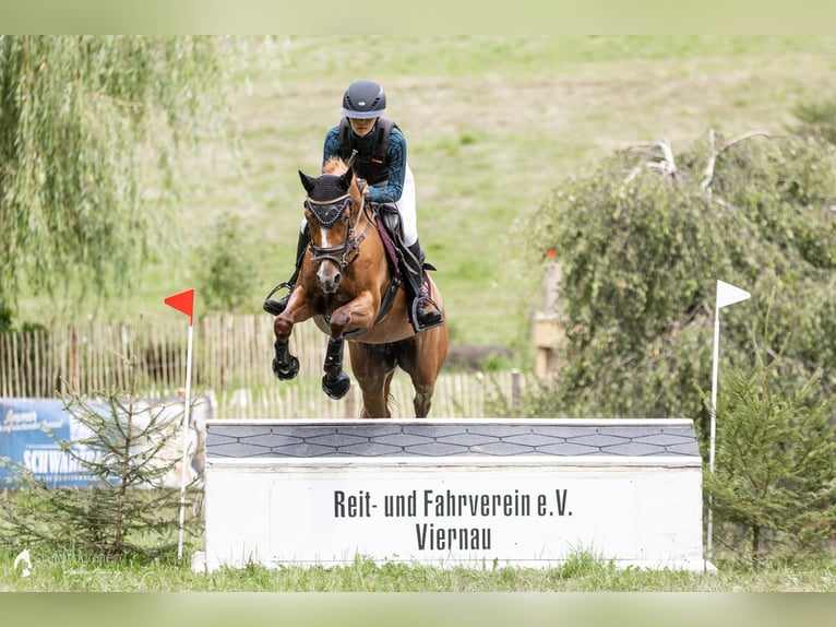 German Riding Pony Mare 5 years 14.1 hh Chestnut-Red in Wüllersleben