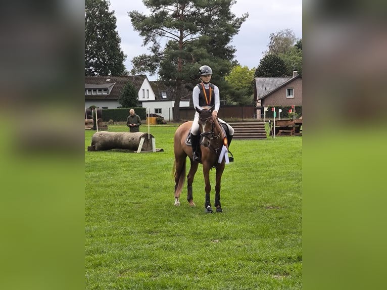 German Riding Pony Mare 5 years 14.1 hh Chestnut-Red in Wüllersleben