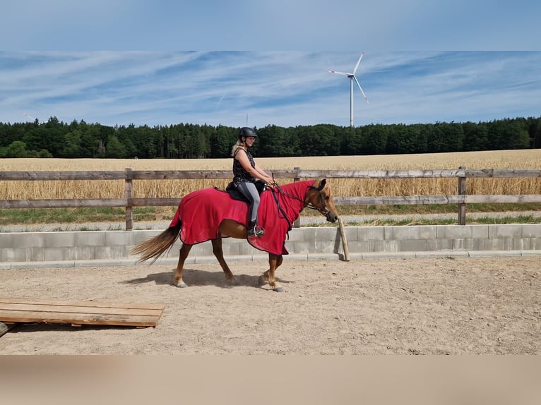 German Riding Pony Mix Mare 5 years 14,1 hh Chestnut-Red in Crailsheim