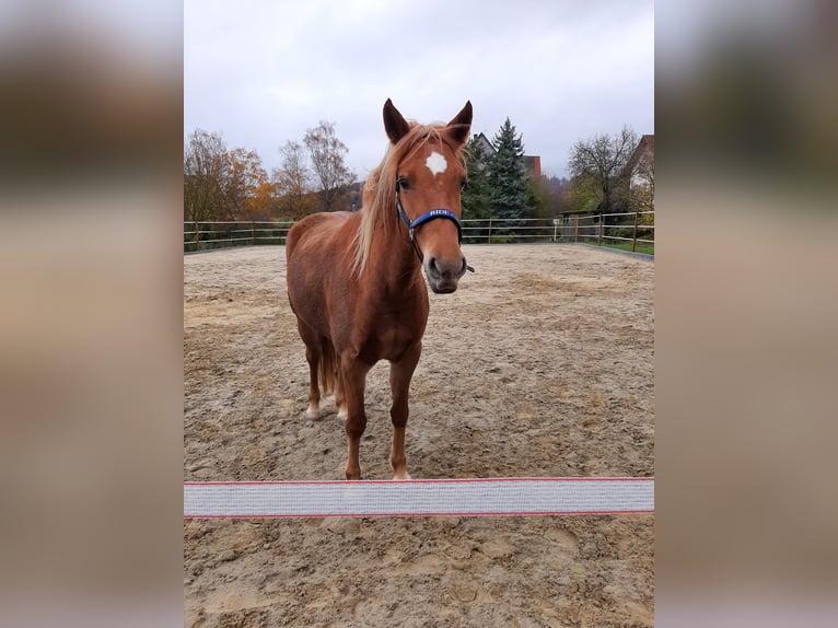 German Riding Pony Mix Mare 5 years 14,1 hh Chestnut-Red in Crailsheim