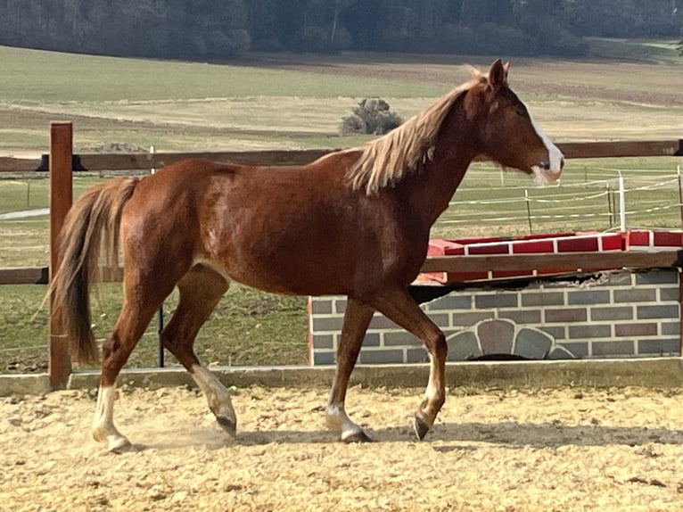 German Riding Pony Mare 5 years 14.1 hh Chestnut-Red in Ursensollen