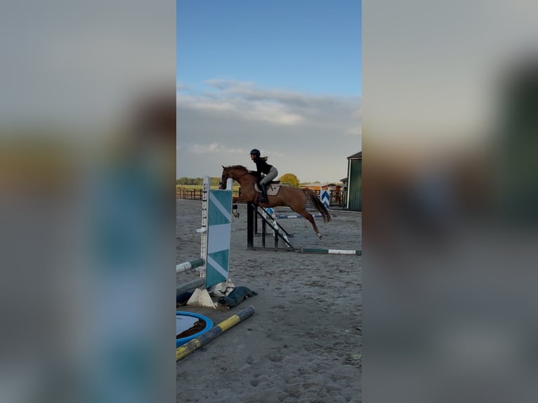 German Riding Pony Mare 5 years 14.1 hh Chestnut-Red in De Groeve