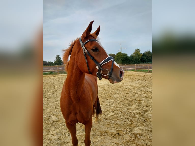 German Riding Pony Mare 5 years 14,1 hh Chestnut-Red in Nordwalde