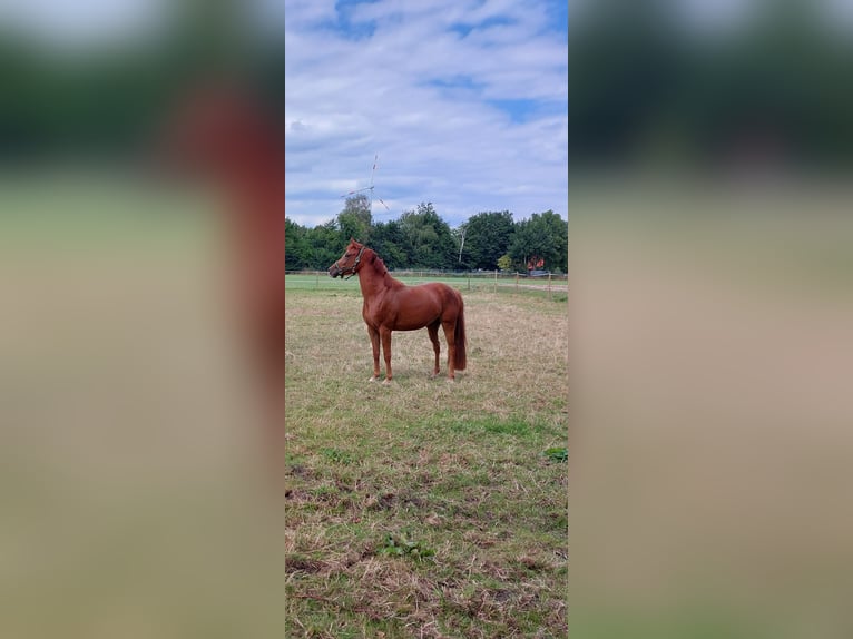German Riding Pony Mare 5 years 14,1 hh Chestnut-Red in Nordwalde
