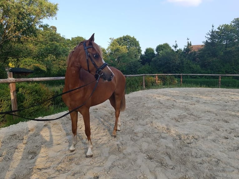 German Riding Pony Mare 5 years 14,1 hh Chestnut-Red in Rahden