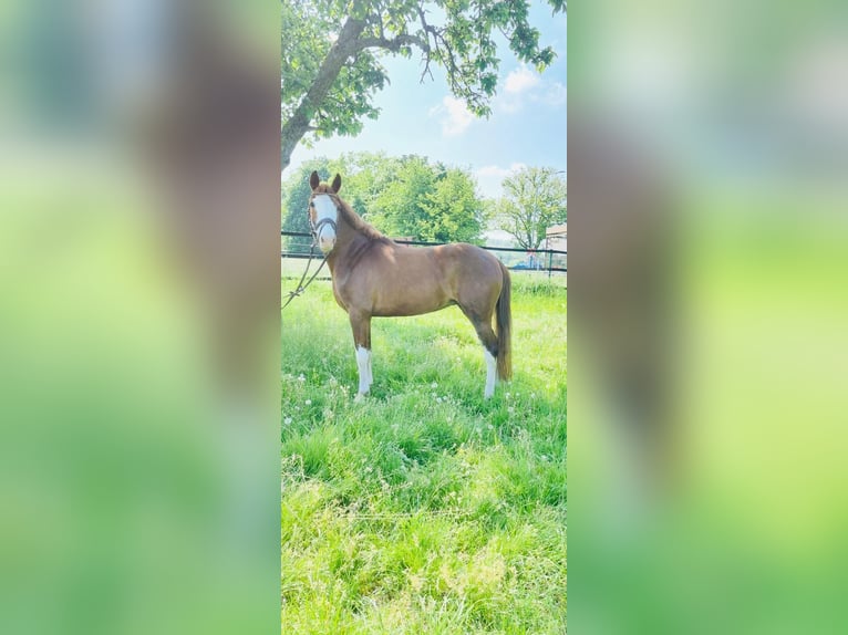 German Riding Pony Mare 5 years 14,1 hh Chestnut-Red in Grevenbroich