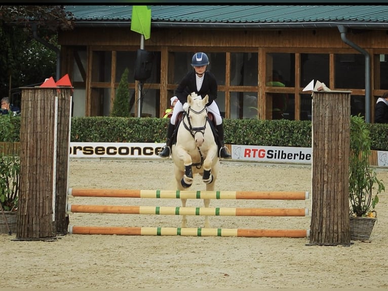 German Riding Pony Mare 5 years 14,1 hh Cremello in Gummersbach