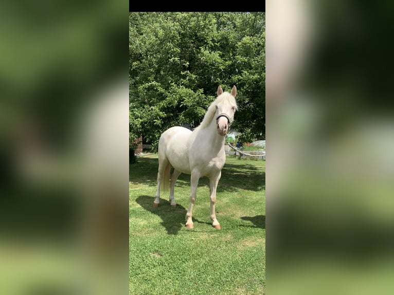 German Riding Pony Mare 5 years 14,1 hh Cremello in Gummersbach