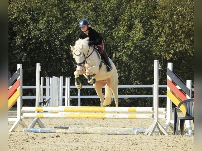 German Riding Pony Mare 5 years 14,1 hh Cremello in Gummersbach