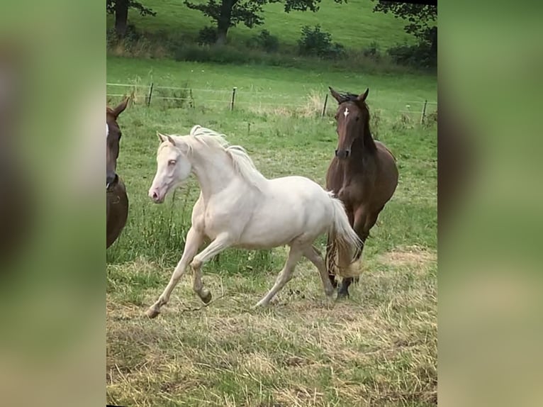 German Riding Pony Mare 5 years 14,1 hh Cremello in Gummersbach