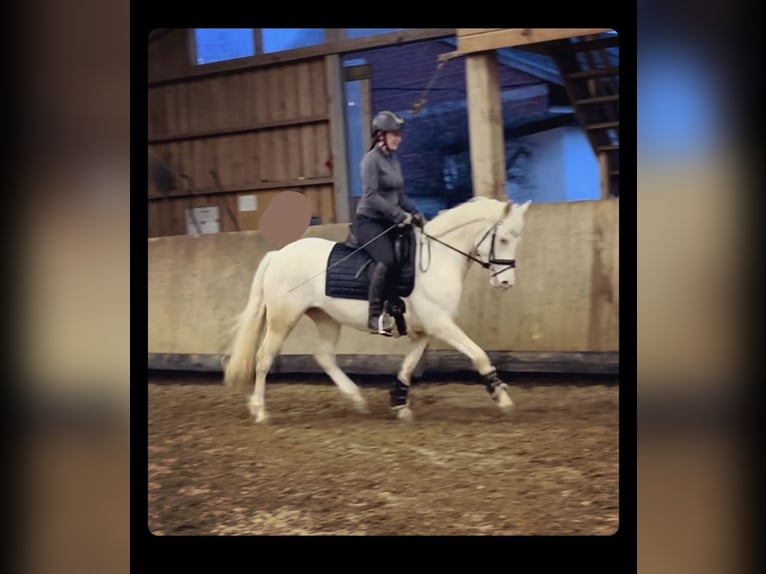 German Riding Pony Mare 5 years 14,1 hh Cremello in Gummersbach