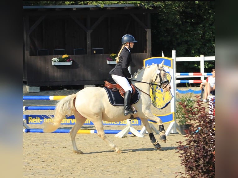 German Riding Pony Mare 5 years 14,1 hh Cremello in Gummersbach