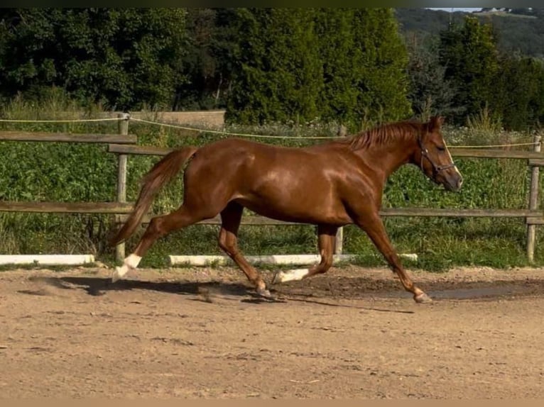 German Riding Pony Mare 5 years 14.1 hh  in KaltMünstermaifeld