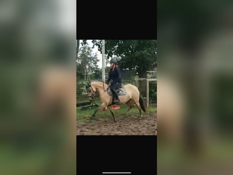 German Riding Pony Mare 5 years 14,1 hh Dun in Meppen