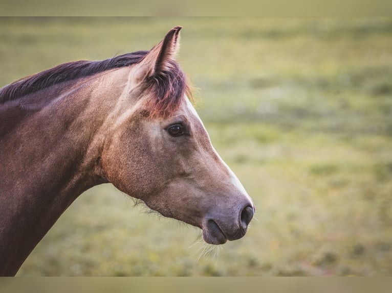 German Riding Pony Mare 5 years 14,1 hh Dun in Feldkirch