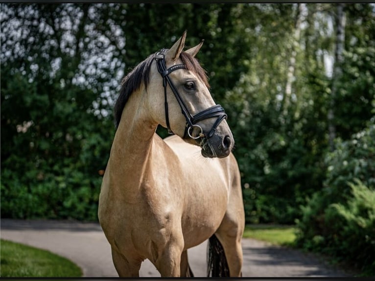 German Riding Pony Mare 5 years 14,1 hh Dun in Hassendorf