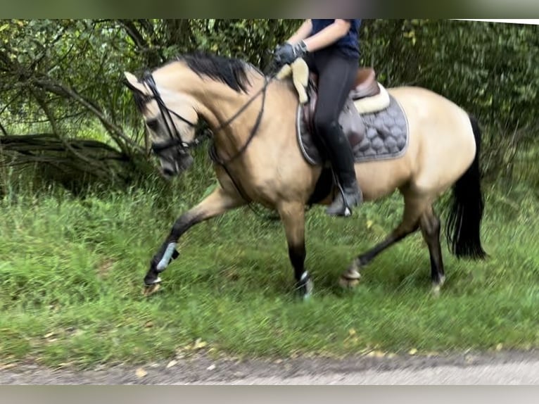 German Riding Pony Mare 5 years 14,1 hh Dun in Hassendorf