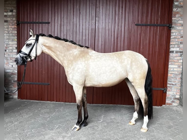 German Riding Pony Mare 5 years 14,1 hh Dun in Meine