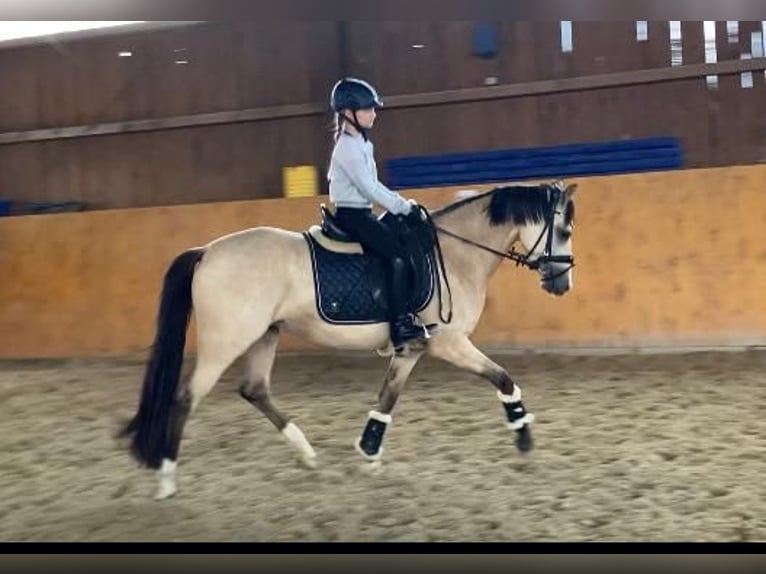 German Riding Pony Mare 5 years 14,1 hh Dun in Meine