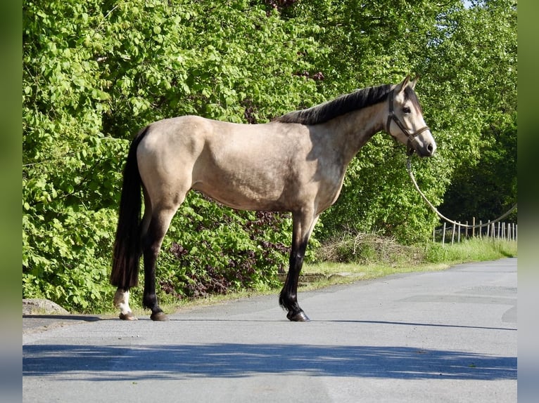 German Riding Pony Mare 5 years 14.1 hh Dun in Verl