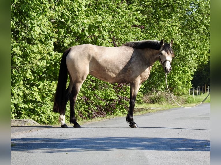 German Riding Pony Mare 5 years 14.1 hh Dun in Verl
