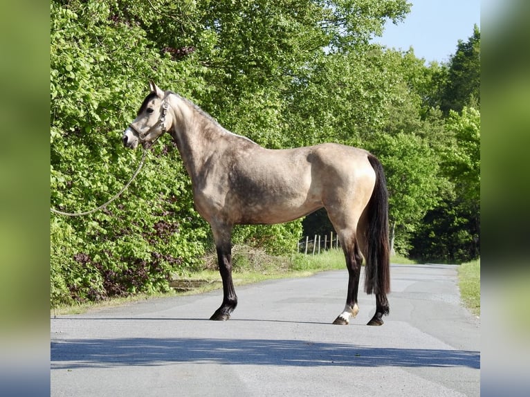 German Riding Pony Mare 5 years 14.1 hh Dun in Verl