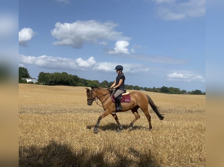 German Riding Pony Mare 5 years 14,1 hh Dun in Rumohr