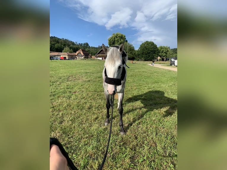 German Riding Pony Mare 5 years 14,1 hh Gray-Dapple in Wiler b. Seedorf