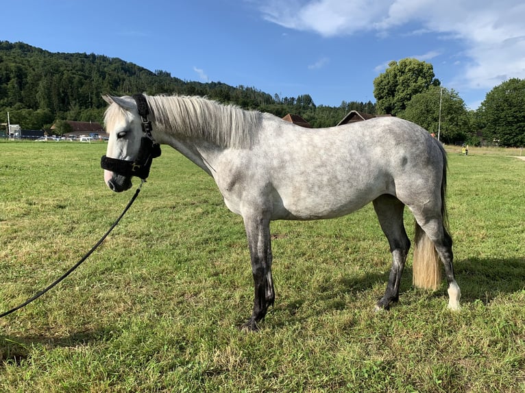 German Riding Pony Mare 5 years 14,1 hh Gray-Dapple in Wiler b. Seedorf