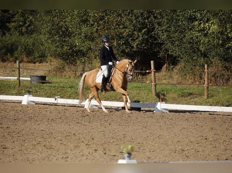 German Riding Pony Mare 5 years 14,1 hh Palomino in Viersen