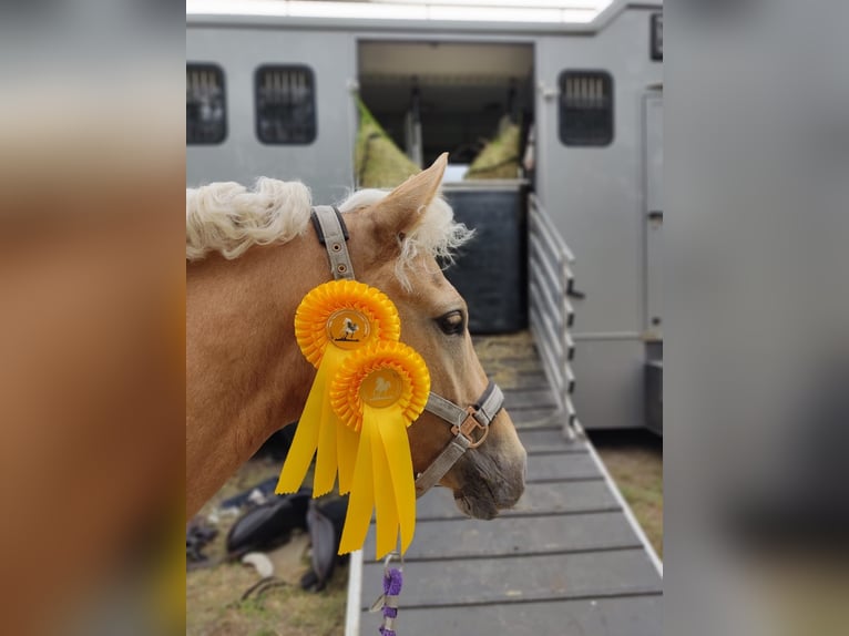 German Riding Pony Mare 5 years 14,1 hh Palomino in Kietz