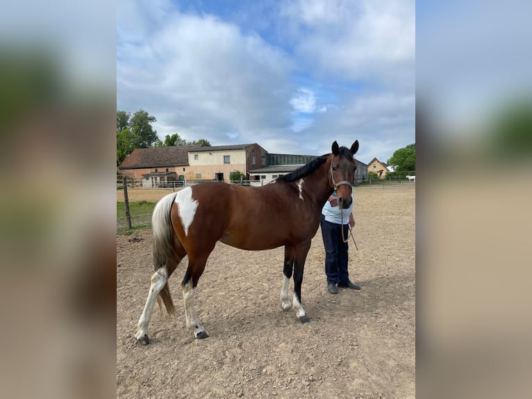 German Riding Pony Mare 5 years 14,1 hh Pinto in Stendal