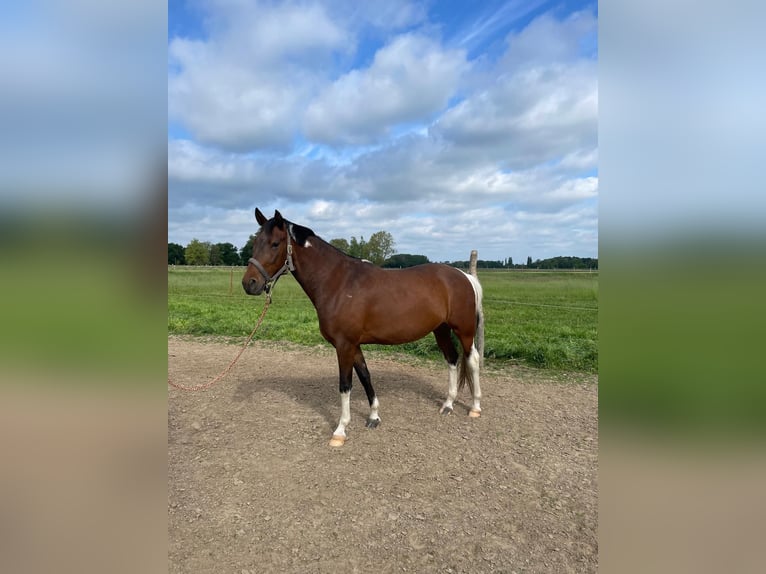 German Riding Pony Mare 5 years 14,1 hh Pinto in Stendal