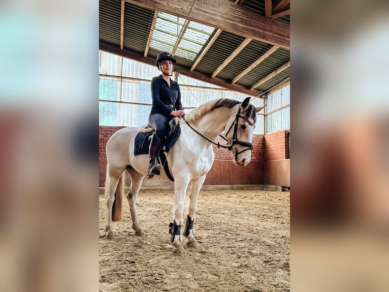 German Riding Pony Mare 5 years 14,1 hh Pinto in Mönchengladbach