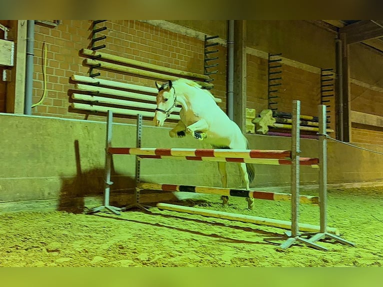 German Riding Pony Mare 5 years 14,1 hh Pinto in Mönchengladbach