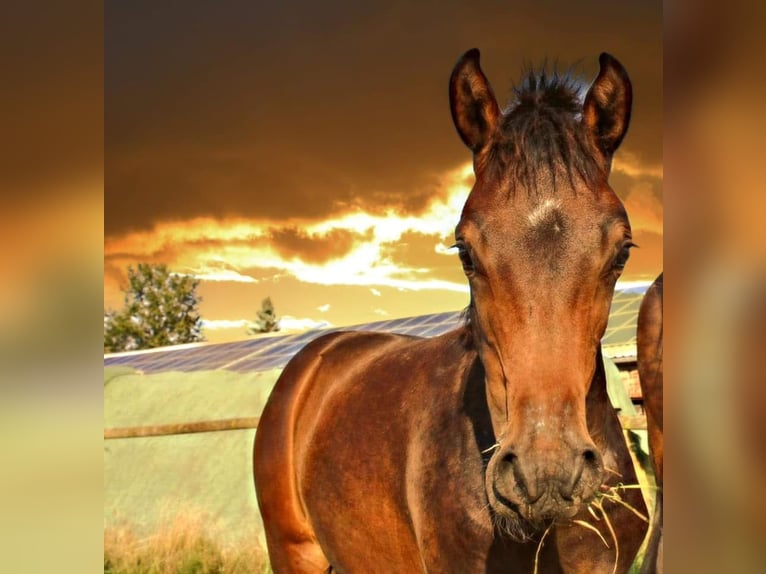 German Riding Pony Mare 5 years 14.1 hh Smoky-Black in Embsen