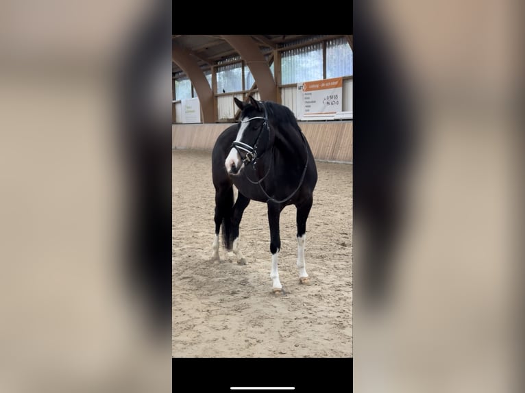 German Riding Pony Mare 5 years 14.1 hh Smoky-Black in Fuldabrück