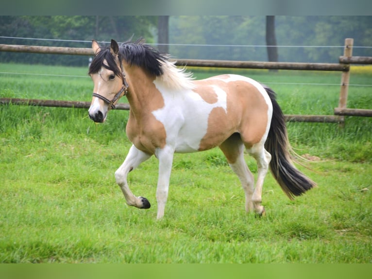 German Riding Pony Mare 5 years 14.1 hh Tobiano-all-colors in Coesfeld