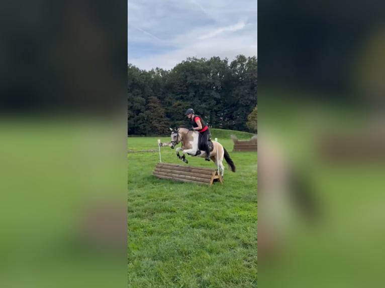 German Riding Pony Mare 5 years 14.1 hh Tobiano-all-colors in Coesfeld