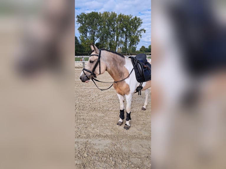 German Riding Pony Mare 5 years 14.1 hh Tobiano-all-colors in Coesfeld