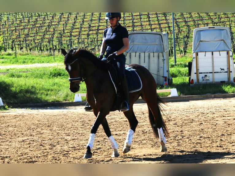 German Riding Pony Mare 5 years 14.2 hh Bay-Dark in Freiburg im Breisgau